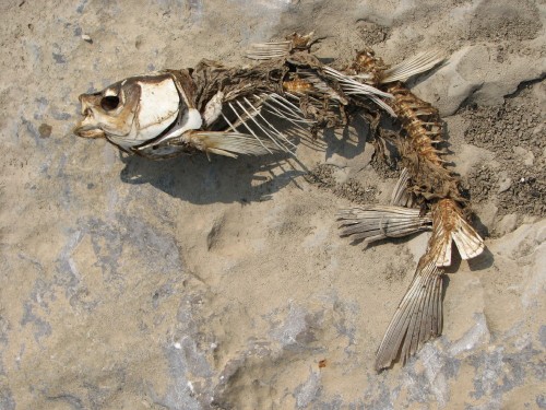carp skeleton
