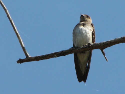Rough-winged Swallow, 6/09