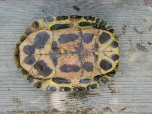 Red-eared Turtle, ventral view, 6/08