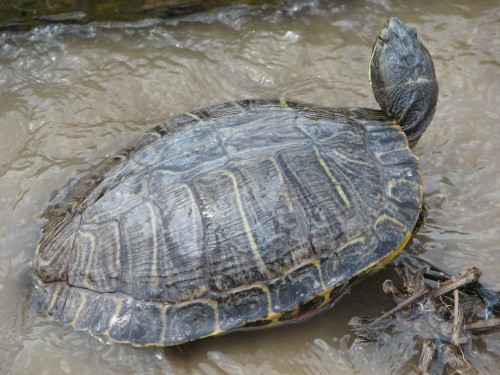 Red-eared Turtle, 6/08