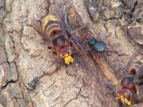 hornets and flies on willow bark, 9/2010
