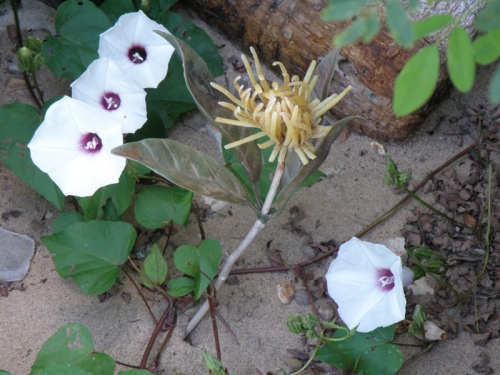 Goldstein's False Mum among Wild Potato Vine flowers, Falls of the Ohio, Aug. 2013
