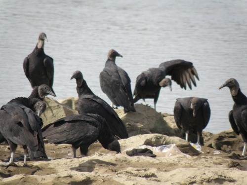 Black Vultures on the Fossil Beds, Falls of the Ohio, Sept. 2013