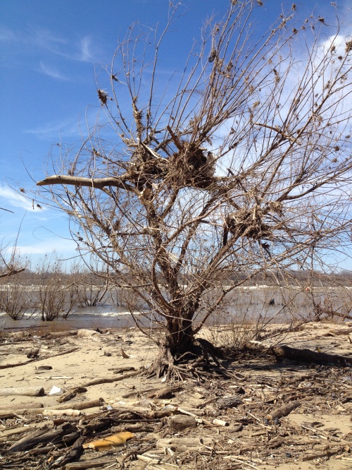 Willow tree, formerly underwater, with debris stuck in its branches, Falls of the Ohio, March 2015