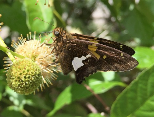 Silver-spotted skipper, Falls of the Ohio, Late June 2016